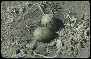 Image of Two Great Black-Backed Gull Eggs